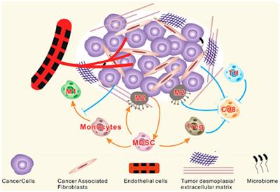 Gut microbiota and its therapeutic implications in tumor microenvironment interactions